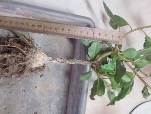 ficus burkei Namibia