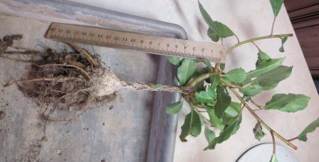 ficus burkei Namibia