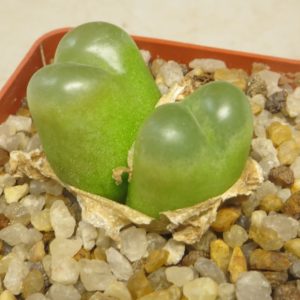 conophytum buratum ( burgerix ratum)
