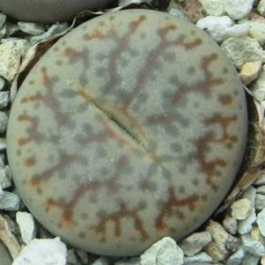 Lithops pseudotruncatella ssp. volkii -C 069