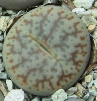 Lithops pseudotruncatella ssp. volkii -C 069