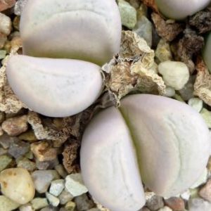 lithops meyeri
