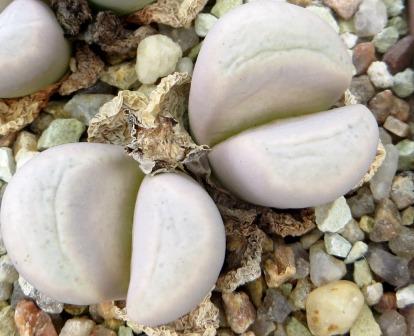 lithops meyeri