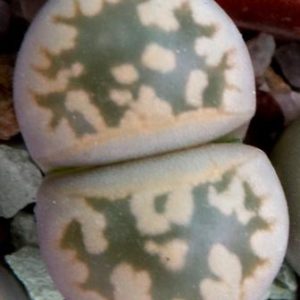 1625.7 MG lithops karasmontana bella C 285