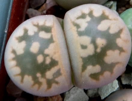 1625.7 MG lithops karasmontana bella C 285