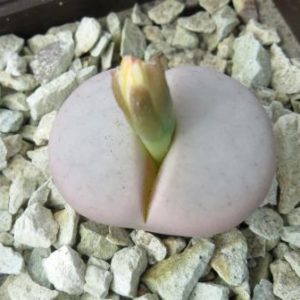 lithops vallis-mariae