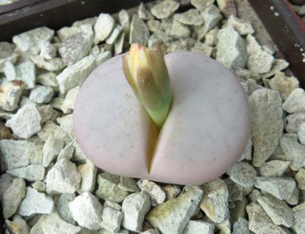 lithops vallis-mariae