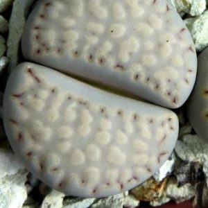 lithops yulii C56