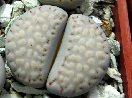 lithops yulii C56