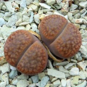 1616.9 lithops hookeri vermiculata C23