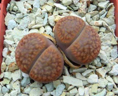 1616.9 lithops hookeri vermiculata C23