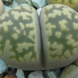 lithops karasmontana bella C 143
