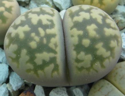 lithops karasmontana bella C 143