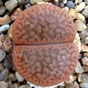 1616.52 lithops hookeri marginata C89