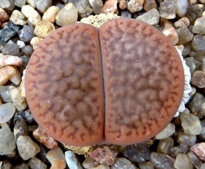 1616.52 lithops hookeri marginata C89