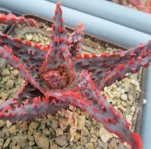 aloe TCT