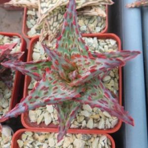 aloe TCT
