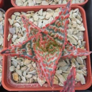 aloe TCT