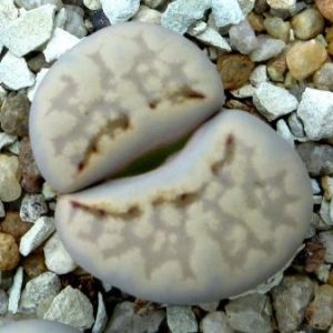 1620.22 lithops yulii C349