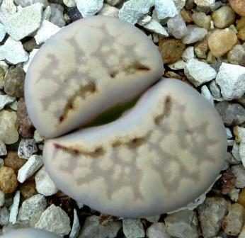 1620.22 lithops yulii C349
