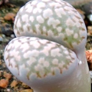 lithops salicola reticulata