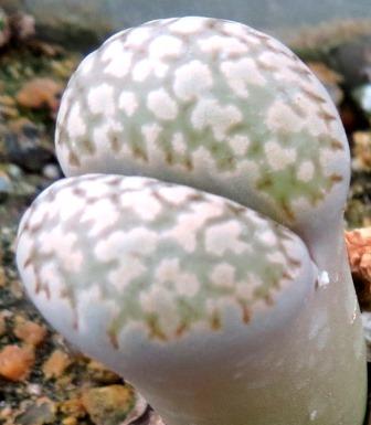 lithops salicola reticulata