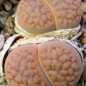 1616.04 lithops hookeri Abrahams