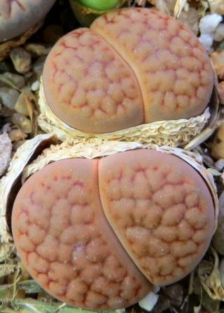1616.04 lithops hookeri Abrahams