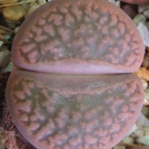 1616.22 MG lithops hookeri C 340