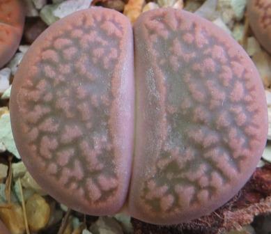 1616.22 MG lithops hookeri C 340