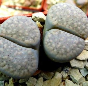 lithops verruculosa glabra