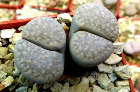 lithops verruculosa glabra