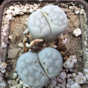 lithops yulii c 297
