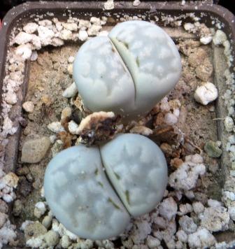 lithops yulii c 297