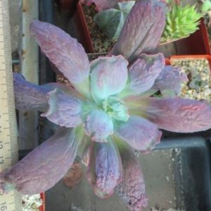 echeveria linguas