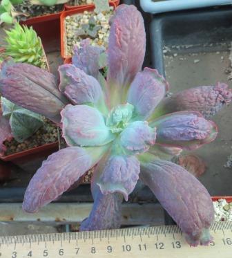echeveria linguas