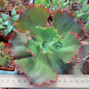 Echeveria Virginia Lee
