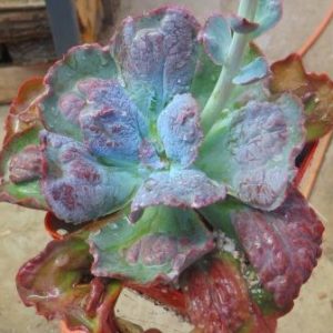 Echeveria Crazy Joker
