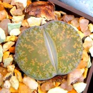 lithops lesliei pietersburg
