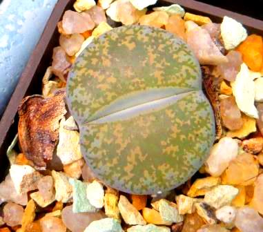 lithops lesliei pietersburg