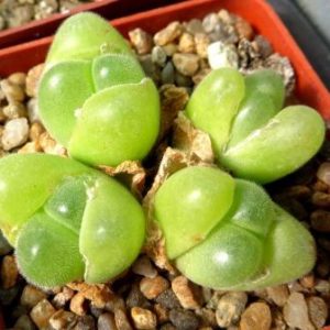 gibbaeum pilosulum волохате тіло