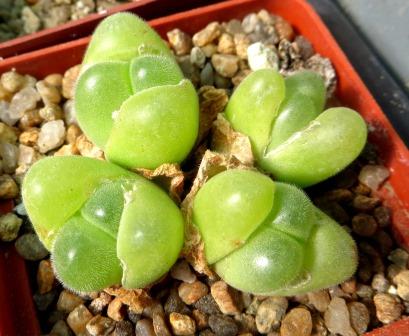 gibbaeum pilosulum волохате тіло