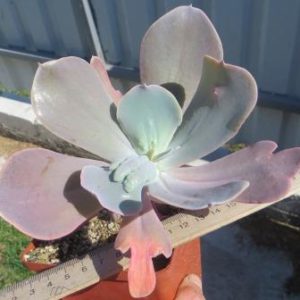 echeveria culumani