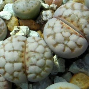 lithops julii c18