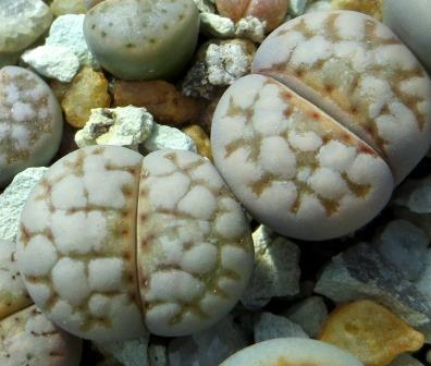 lithops julii c18