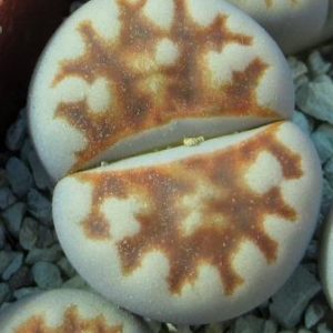 lithops karasmontana summitatum