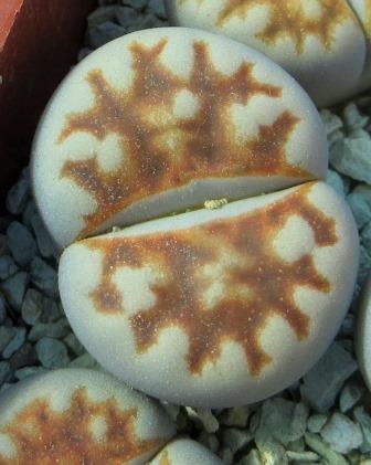 lithops karasmontana summitatum