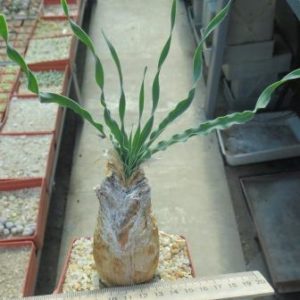 boophone disticha