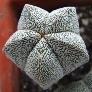 Astrophytum myriostigma  cv. Onzuka
