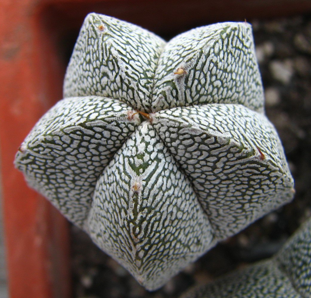 Astrophytum myriostigma  cv. Onzuka